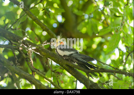 Londres, Royaume-Uni. 19 juillet 2013. Un Cockatiel regarde vers le bas dans un apple tree dans un jardin de Londres, un animal échappé possible profiter de la vague de régional. Credit : Malcolm Park/Alamy Live News Banque D'Images