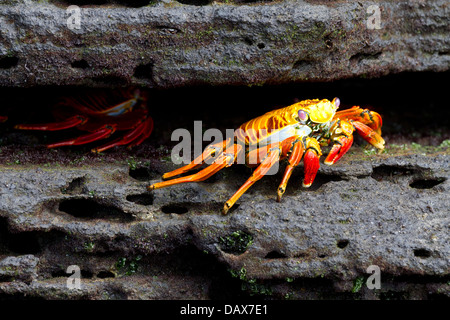 Sally Lightfoot, Crabe Grapsus grapsus, Puerto Egas, l'île de Santiago, îles Galapagos, Equateur Banque D'Images