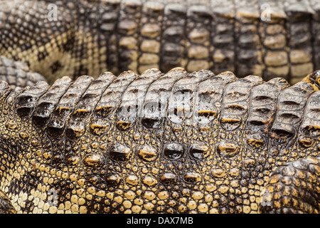Close up de la peau de crocodile de fram Banque D'Images