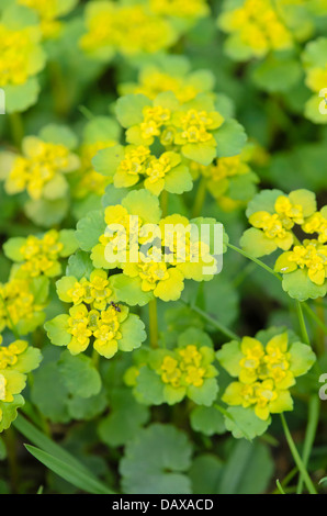 À FEUILLES DE RECHANGE saxifrage chrysosplenium alternifolium (golden) Banque D'Images