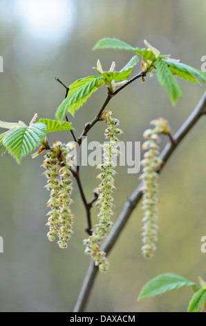 Charme commun (carpinus betulus) Banque D'Images