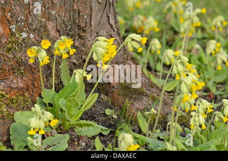 Coucou bleu (primula veris) Banque D'Images