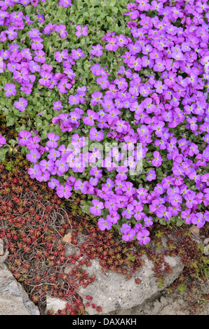 Purple rock cress (Aubrieta deltoidea) Banque D'Images