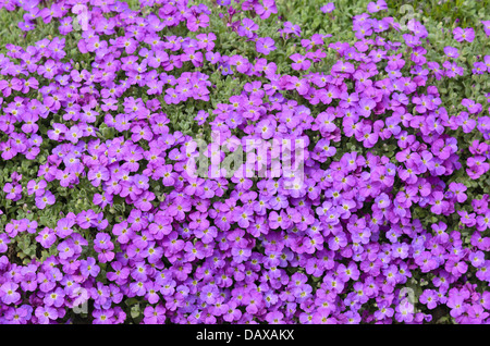 Purple rock cress (Aubrieta deltoidea) Banque D'Images