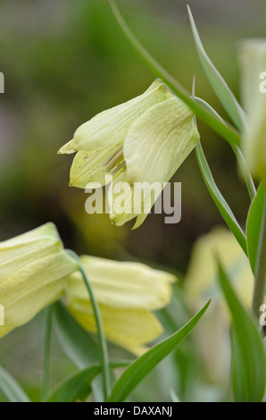 Fleur pâle fritillary (fritillaria pallidiflora) Banque D'Images