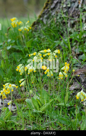 Coucou bleu (primula veris) Banque D'Images