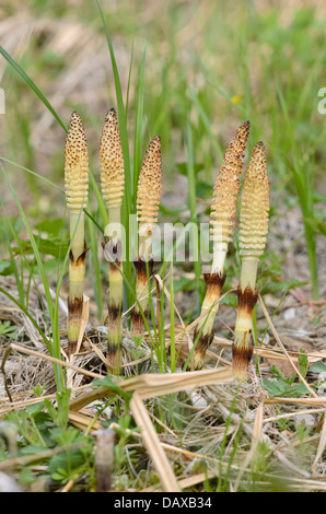 La prêle géante (equisetum giganteum) Banque D'Images