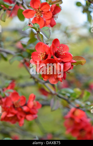 (Chaenomeles speciosa cognassier chinois 'semperflorens') Banque D'Images