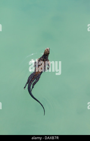 Iguane marin, Amblyrhynchus cristatus, natation, l'île de Santa Cruz, Galapagos, Equateur Banque D'Images