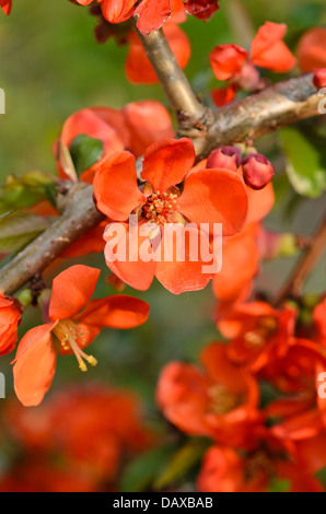 Flowering quince (chaenomeles x superba 'Crimson and gold') Banque D'Images