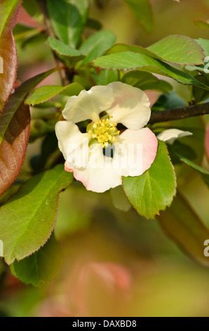 (Chaenomeles speciosa cognassier chinois 'moerloosei') Banque D'Images