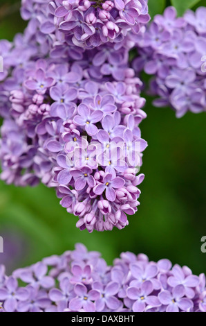 Le lilas commun (Syringa vulgaris) Banque D'Images