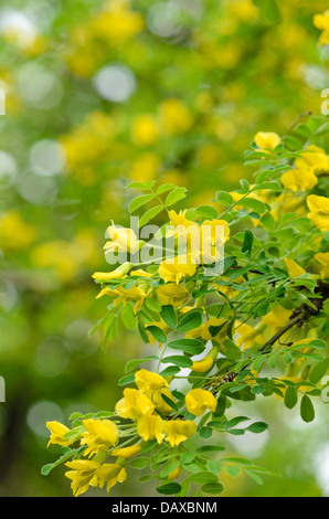 Siberian peashrub Caragana arborescens () Banque D'Images