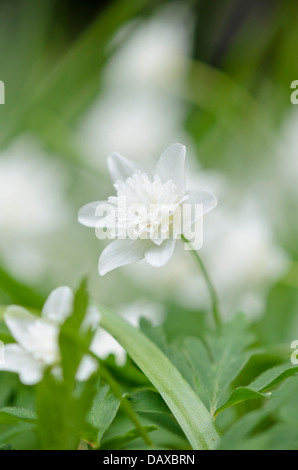 Anémone des bois (anemone nemorosa 'alba plena') Banque D'Images