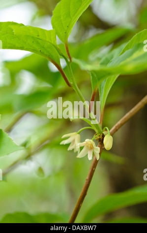 Magnolia chinois vine (Schisandra chinensis) Banque D'Images