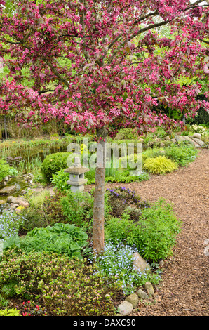 Pommier (Malus x moerlandsii 'Profusion') dans un jardin éternel avec étang de jardin. design : Marianne et detlef lüdke Banque D'Images