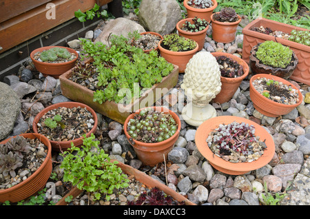 Houseleeks (sempervivum) dans des bols de fleurs. design : Marianne et detlef lüdke Banque D'Images