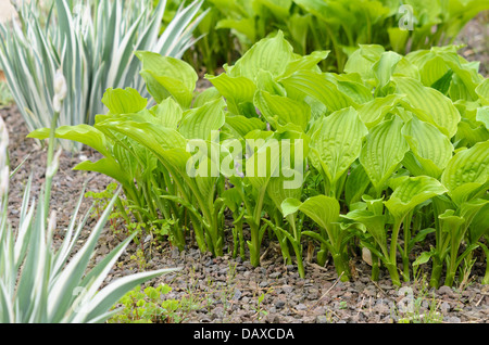 Lily (hosta plantaginea août 'grandiflora') et iris (Iris japonica 'Variegata') Banque D'Images