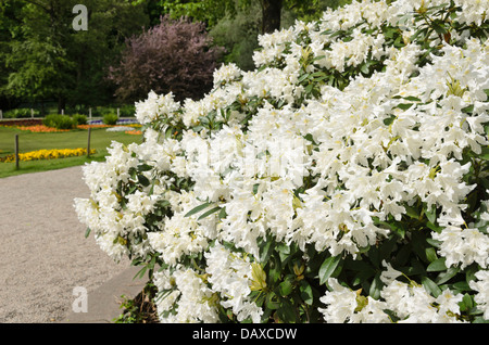 Grande fleur rhododendron (Rhododendron hybride cunningham's white) Banque D'Images