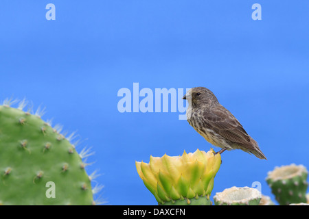 Grand Cactus Finch, Geospiza conirostris, San Cristobal Island, îles Galapagos, Equateur Banque D'Images