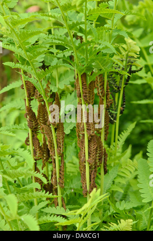 Osmunda claytoniana fougère (interrompu) avec des frondes fertiles Banque D'Images