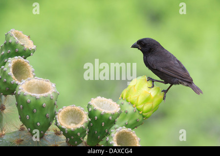 Grand Cactus Finch, Geospiza conirostris, San Cristobal Island, îles Galapagos, Equateur Banque D'Images