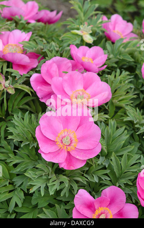 La pivoine (Paeonia officinalis commune) Banque D'Images