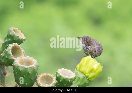 Grand Cactus Finch, Geospiza conirostris, San Cristobal Island, îles Galapagos, Equateur Banque D'Images