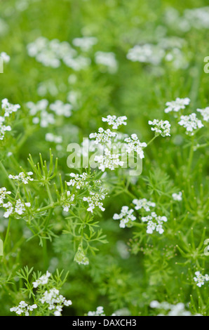 Jardin le cerfeuil (Anthriscus cerefolium) Banque D'Images