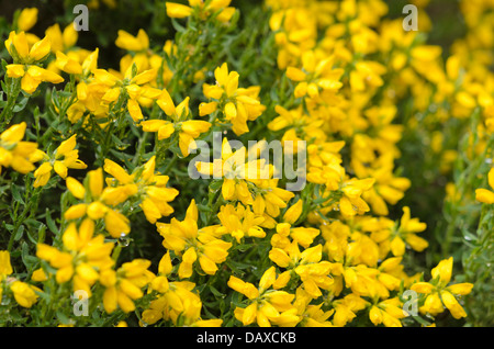 Balai espagnol (genista hispanica) Banque D'Images