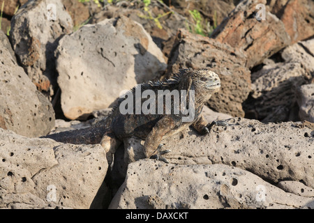 Iguane marin, Amblyrhynchus cristatus, San Cristobal Island, îles Galapagos, Equateur Banque D'Images