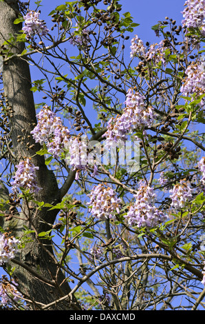 Arbre généalogique de la digitale (paulownia tomentosa) Banque D'Images