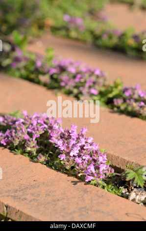 Le thym (thymus) sur un chemin de jardin Banque D'Images