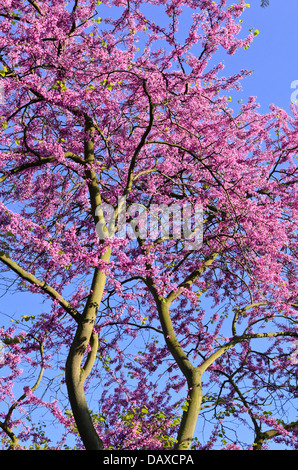 (Cercis siliquastrum redbud européenne) Banque D'Images