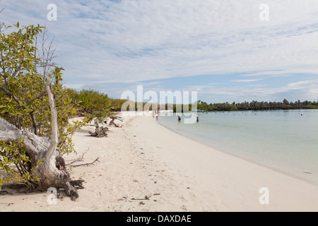 Tortuga Bay, plage, l'île de Santa Cruz, Galapagos, Equateur Banque D'Images