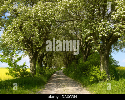 Allée avec la floraison des arbres de 1910 Quercus palustris suédois, Kefferhausen, District Nordhausen, Thuringe, Allemagne Banque D'Images