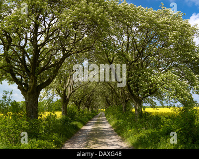 Allée avec la floraison des arbres de 1910 Quercus palustris suédois, Kefferhausen, District Nordhausen, Thuringe, Allemagne Banque D'Images