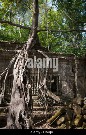 Ruines de Beng Mealea, Angkor, Cambodge Banque D'Images