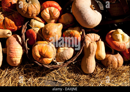 Les courges, citrouilles en vente sur un marché, Rome, Italie Banque D'Images