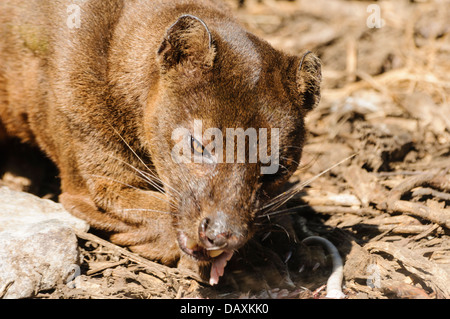 Le malgache Fossa (Cryptoprocta ferox), un membre de la famille des mangoustes à indiginous Madagascar, manger un petit mammifère Banque D'Images