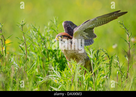 Faucon lanier (Falco biarmicus) dans un pré, se préparant à décoller Banque D'Images