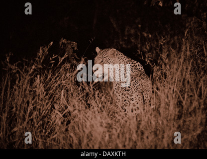 Homme leopard (Panthera pardus) la nuit, Chitabe, Okavango Delta, Botswana, Africa Banque D'Images