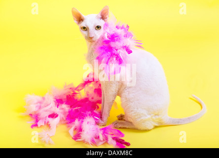 Rex Cornish cat avec son boa rose sur un fond jaune. Banque D'Images