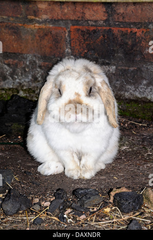 Bélier nain (mini Lop) lapin assis bien droit entre les morceaux de charbon. Banque D'Images