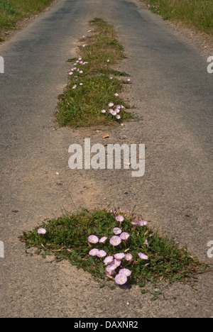 Le liseron des champs (Convolvulus arvensis) la floraison le long d'une route de campagne tranquille Banque D'Images