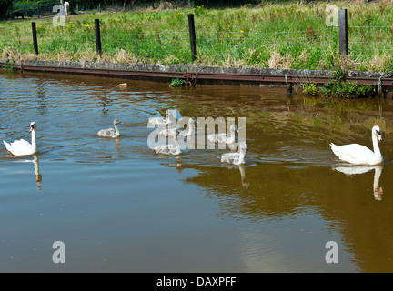 Une Paire de cygnes tuberculés avec six Cygnets sur le Trent et Mersey Canal près de Rode Heath Cheshire England Royaume-Uni UK Banque D'Images