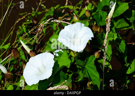 Convolvulus blanc fleurs en fleur le chemin de halage du canal de Trent et Mersey Rode Heath Cheshire England Royaume-Uni UK Banque D'Images