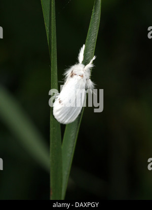 Jaune mâle-tail Moth (Euproctis similis, alias Goldtail Moth ou Swan) en posant sur un brin d'herbe Banque D'Images