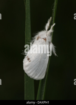 Jaune mâle-tail Moth (Euproctis similis, alias Goldtail Moth ou Swan) en posant sur un brin d'herbe Banque D'Images
