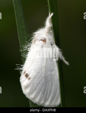 Jaune mâle-tail Moth (Euproctis similis, alias Goldtail Moth ou Swan) en posant sur un brin d'herbe Banque D'Images